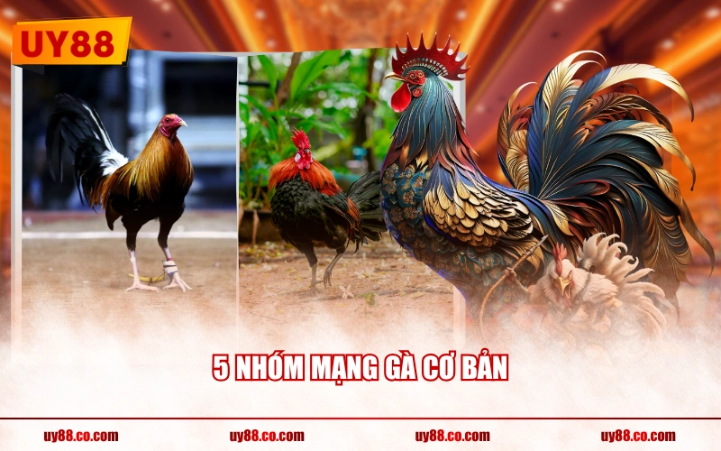 5 nhóm mạng gà cơ bản