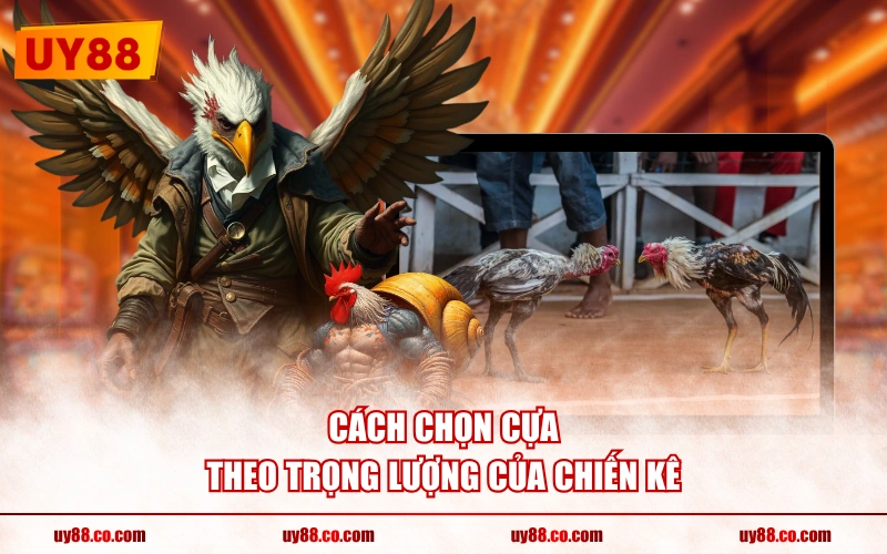 Cách chọn cựa theo trọng lượng của chiến kê