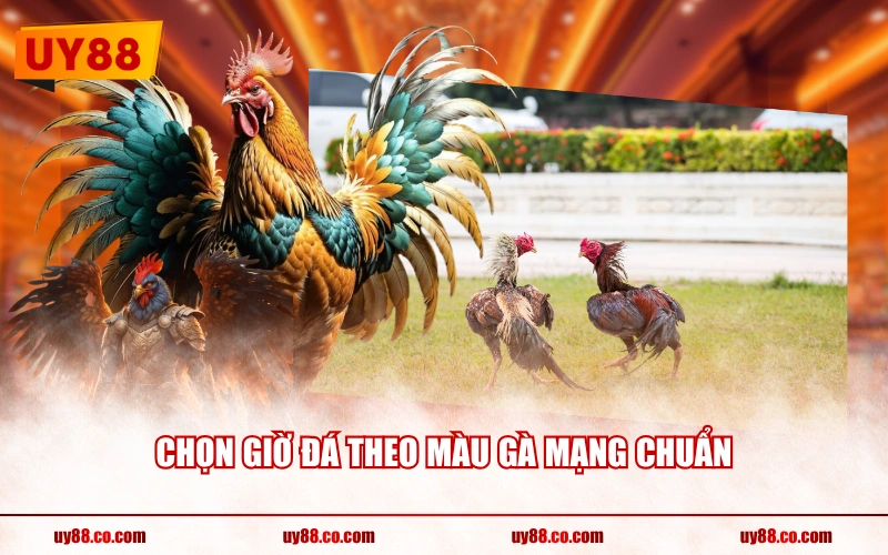 Chọn giờ đá theo màu gà mạng chuẩn