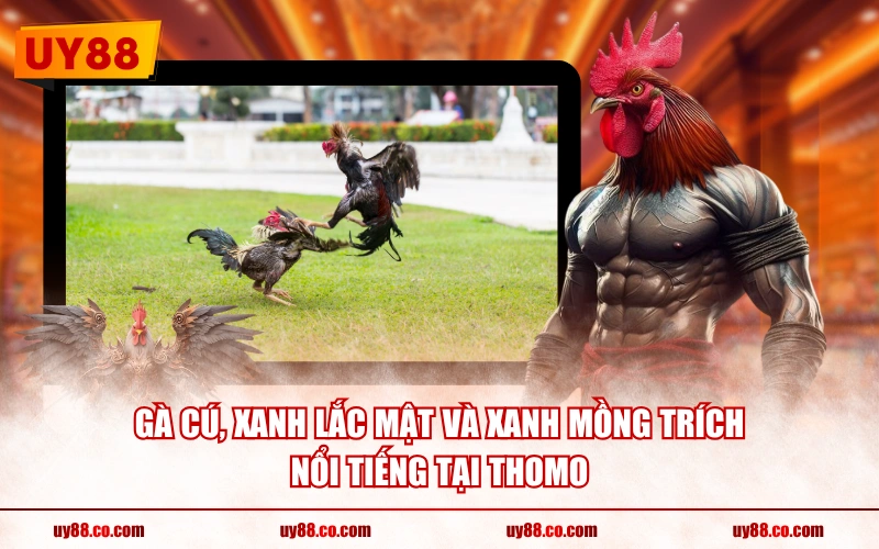 Gà Cú, Xanh Lắc Mật và Xanh Mồng Trích nổi tiếng tại Thomo