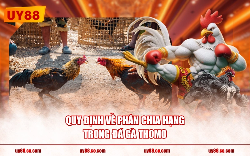 Quy định về phân chia hạng trong đá gà Thomo