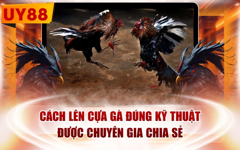 Cách Lên Cựa Gà Đúng Kỹ Thuật Được Chuyên Gia Chia Sẻ