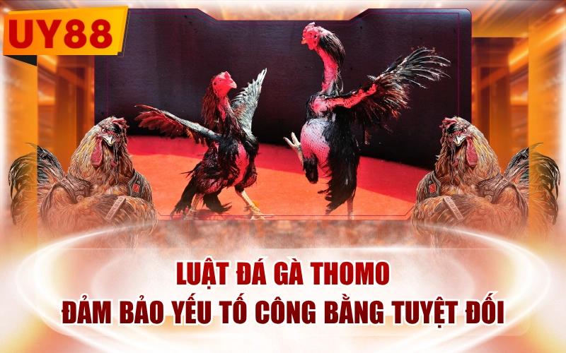 Luật Đá Gà Thomo - Đảm Bảo Yếu Tố Công Bằng Tuyệt Đối