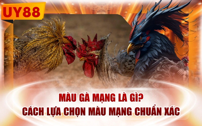 Màu Gà Mạng Là Gì? Cách Lựa Chọn Màu Mạng Chuẩn Xác